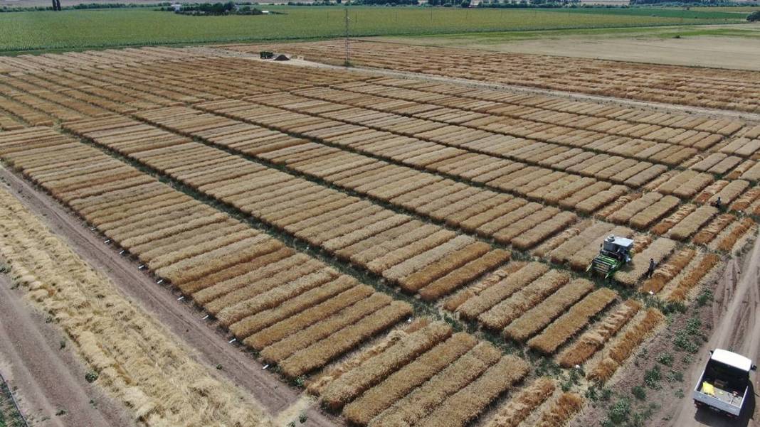 Dünyanın gözü Türkiye'deki bu tarlada! Adım adım yaklaşan felakete çözüm olabilir 20